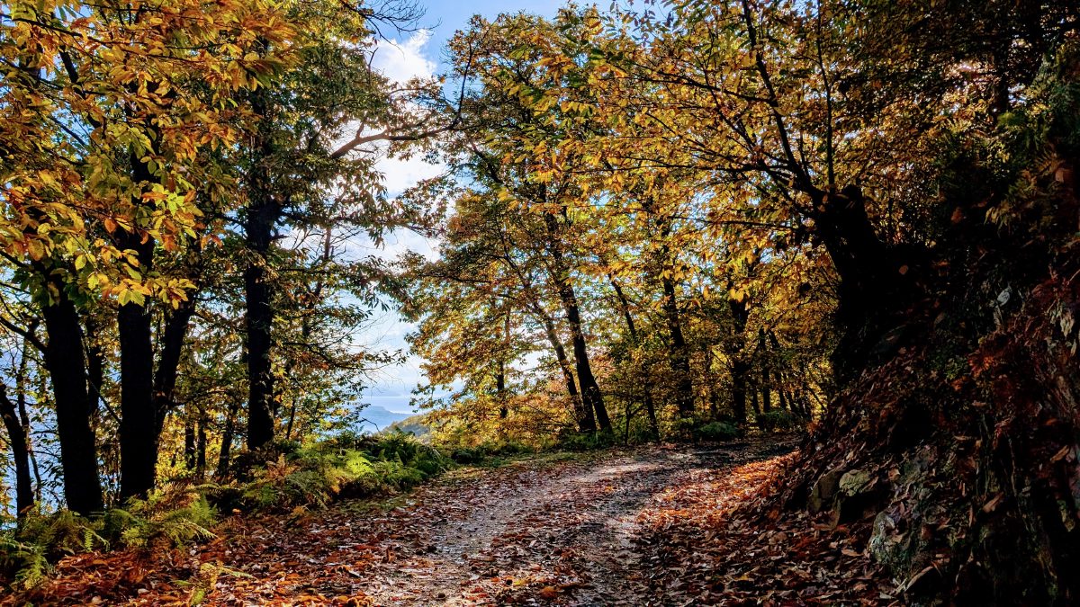 Autumn in Montino: The Sweet Present Moment at Montino